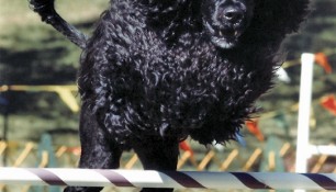 Schooner, first AKC Agility Trial, 2002 PWDCA National Specialty