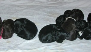 The line up. Find all the puppies