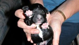 Tikka Puppies 2007 4