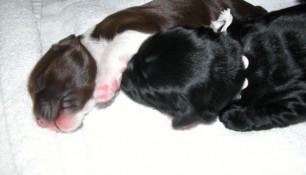 Pups 6 days old