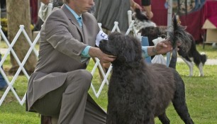 At the PWDCA National Specialty 2010 with handler Danik Dancause