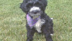 Bailey with her spring bandanna, a Tikka:Schooner girl