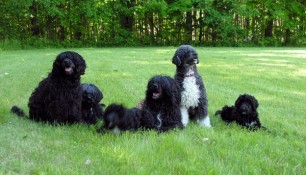 Family portrait, from left, Tikka, Motes, Saras in a blur, dad Shooner, Mom Milly, sister Phoebe