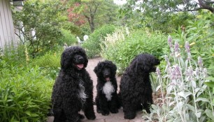 From left, Schooner, Saras, and Tikka