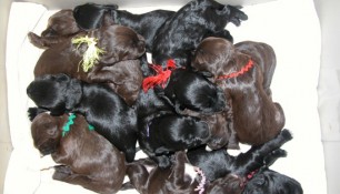 Hanging out in the bucket while the whelping box is freshened up