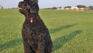 Holly, a Tikka:Fleet girl, waiting for the ball to be thrown