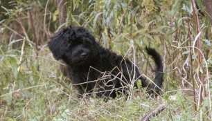 In the country, waiting to pounce