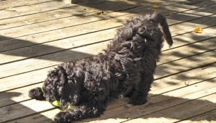 Jersey Girl on her deck