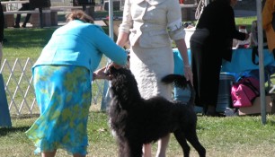 Judge Carla Molinari at the 2007 PWDCA National Specialty in Ventura Calif. Best of Breed ring with handler Molly Extner-Howell