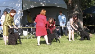 Nash, first in line, at Winners Dog class, 12-18 winner with Kim Wendling handling
