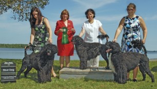 Nash (left) with Arielle Berube, Judge Nancy Liebes, Schooner and Roslyn, Saras and Sara Szauerzopf, Best Stud Dog for Schooner at the PWDCC National Specialty 2010