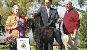 Nash, winner 15-18 mo class, PWDCA National Specialty 2010 in San Luis Obispo CA. Judge Karen Arends, handler Danik Dancause and PWDCA President Stu Freeman