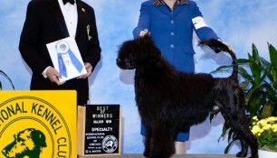 Nash with Kim Wendling and Judge Edd Bivin at the Chicagoland Regional Specialty 2012, Winners Dog, Best of Winners, 5pt major