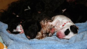 Newborns, Saras with his sister