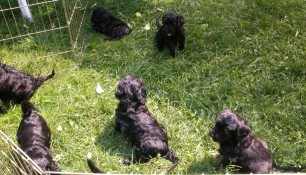 Playing in the yard