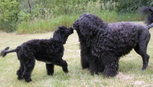 Playing with sticks, Saras, Tikka and Schooner