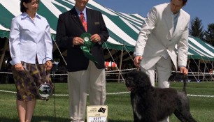 Roslyn, Judge William Cunningham awards Schooner Best Veteran in Specialty, 2009 PWDCC Regional Specialty, Danik Dancause handled Schooner to this win