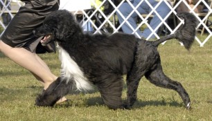Saras and Kim gaiting. Notice the nice wide matching Vs of Saras front and rear legs. This is what you are looking for in a nice side-gait of a well structured dog