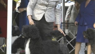 Saras and Kim, ready for Judge Linda Fowler at the 2009 PWDCA National Specialty Best of Breed ring