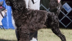 Saras and Roslyn showing in Best of Breed at the Florida circuit 2009