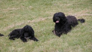 Saras and Tikka chewing on sticks, a favourite pastime