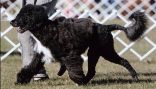 Saras at the Florida circuit 2009, shown by Roslyn