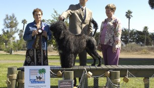 Schooner 2nd place Veteran Sweeps, 7-9, with Judge Bev Jorgensen, handler Danik Dancause, and PWDCA President, Karen Arends