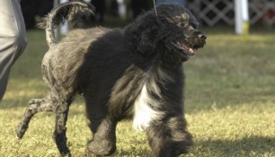 Schooner and Danik at the 2009 PWDCA National Specialty. Schoon won his 4th National Award of Merit from the 10-13 yr. Veteran class. Good boy Schoon!