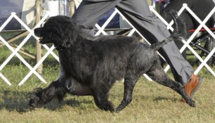 Schooner and Danik gaiting at the 2009 PWDCA National Specialty. Notice his nice open and balanced side-gait, the inverted