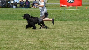 Schooner at the 2006 PWDCC National Specialty, in conjunction with the Kilbride Show, 2nd Veterans 7-9