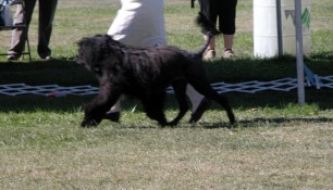 Schooner, on the move with Molly. Schooner made 2 cuts down to the last 25 dogs in the ring. Not bad for an old boy