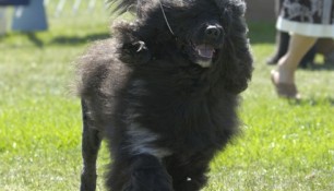 Schooner still love to show at 8 1:2 years young, at the 2007 PWDCA Specialty