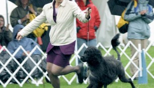 Schooner with handler Shaunna Bernardin, 2004 PWDCA National Specialty, Award of Merit, Judge Letty Larson Afong