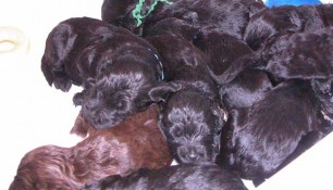 Sleeping mosh pile of pups
