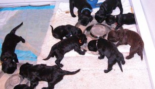 The pups eat in the whelping box in two flying saucer pans. They wear a lot of the food and mom helps clean up