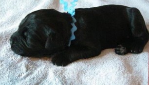 Tikka_puppies_11