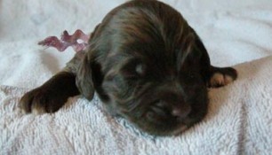 Tikka_puppies_6