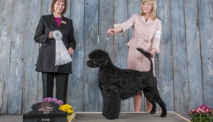 Nash in Group 4 at Champlain Dog Club