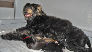 Proud mama Ruby and her new litter
