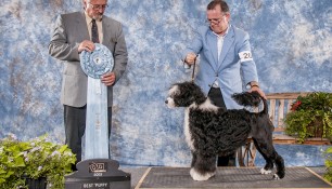 Sophie wins Best Puppy in Show