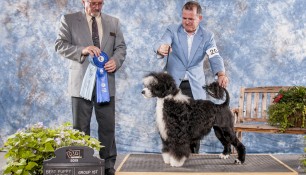 Sophie wins Best Puppy in Group