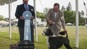 Sophie wins Best Puppy in Show