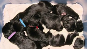 Bucket of pups