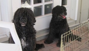 Dad Schooner and Mom Ruby watching over the pups