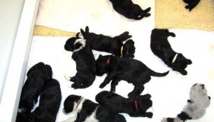 Eleven pups