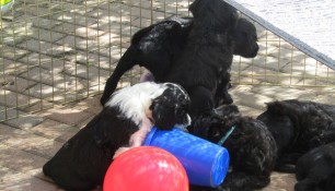 Pups May 15 j