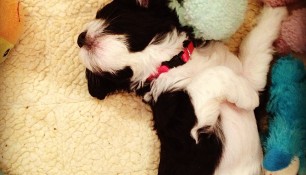 Super cute Portie puppy!