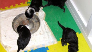 The little ones have their own dining room nice that they have a place mat