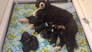 2017-puppy-litter-week1-1