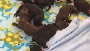 2017-puppy-litter-week1-2